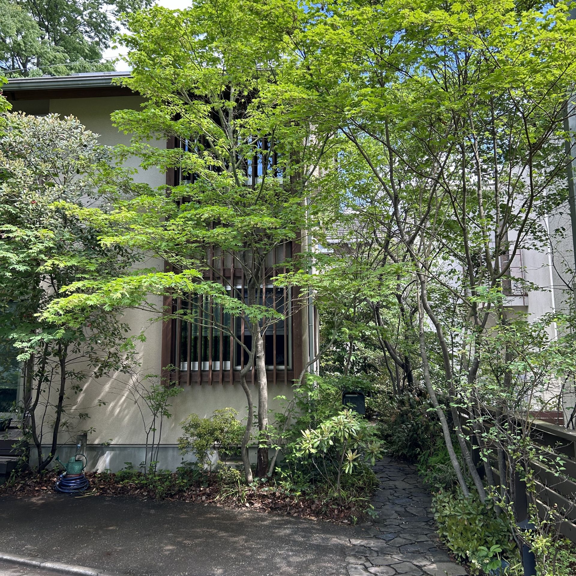 木の根 津田町の庭 - ワイルドグリーン